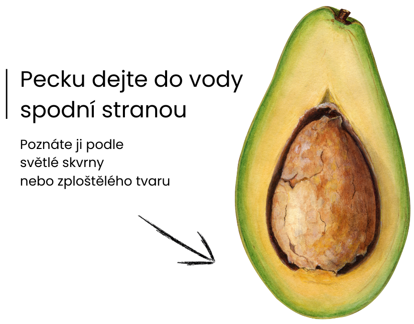 Kterým koncem zasadit avokádo